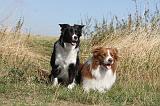 BORDER COLLIE 025